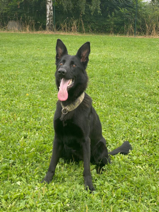 alt obrázku z admin