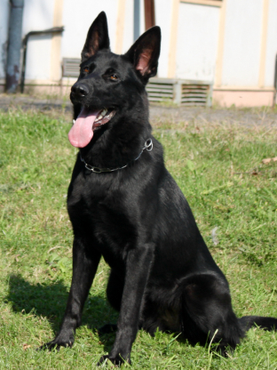 alt obrázku z admin