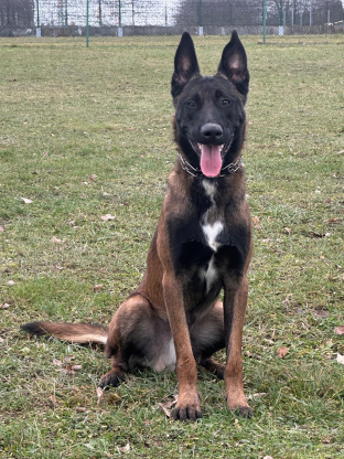 alt obrázku z admin