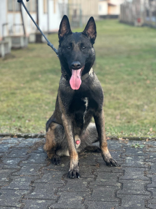 alt obrázku z admin