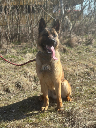 alt obrázku z admin