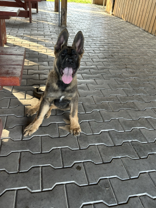 alt obrázku z admin