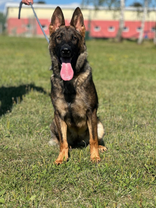 alt obrázku z admin