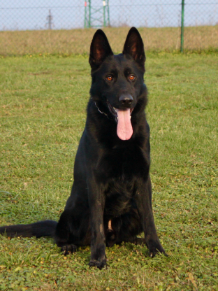 alt obrázku z admin