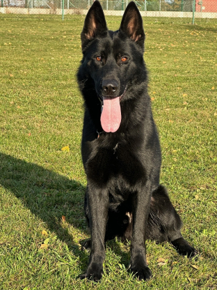 alt obrázku z admin