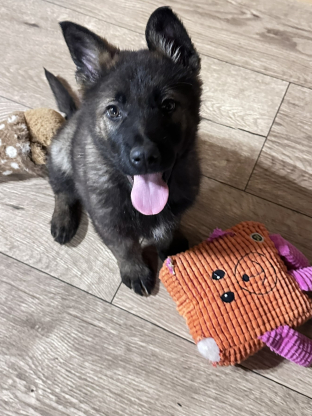 alt obrázku z admin