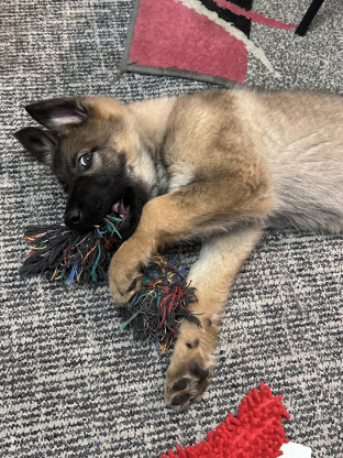 alt obrázku z admin