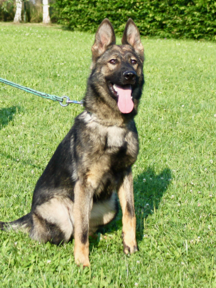 alt obrázku z admin