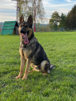 alt obrázku z admin