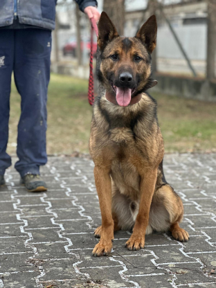 alt obrázku z admin