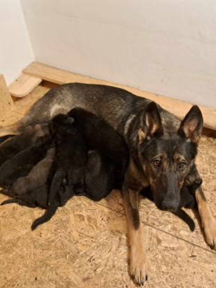 alt obrázku z admin