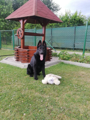 alt obrázku z admin