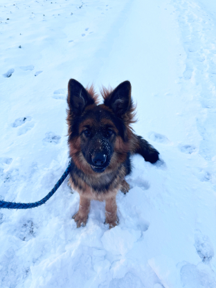 alt obrázku z admin