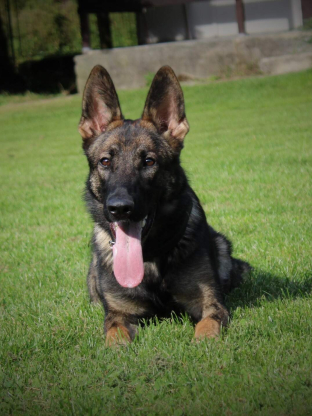 alt obrázku z admin