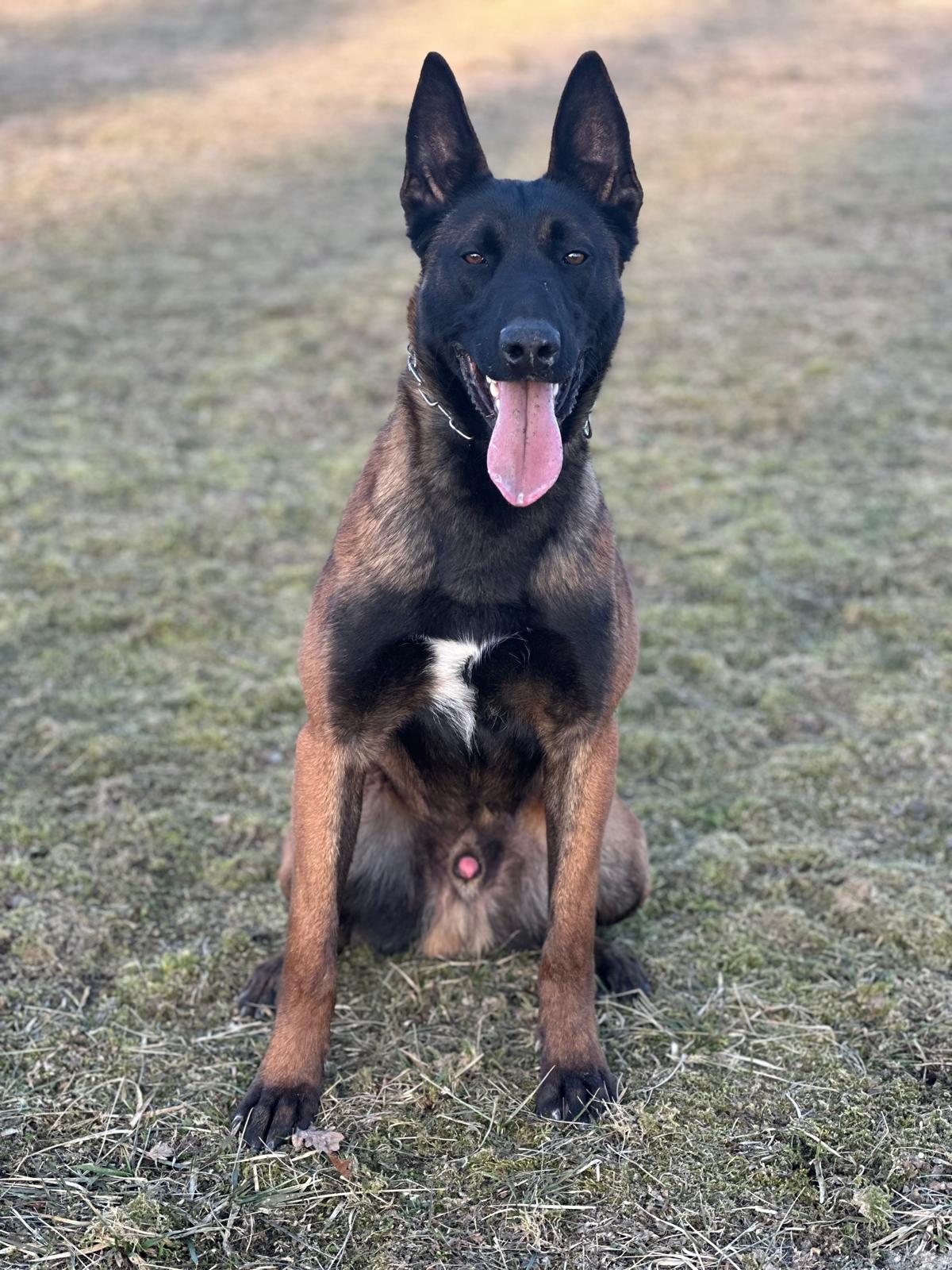 STRÁŽNÝ HLÍDACÍ PES