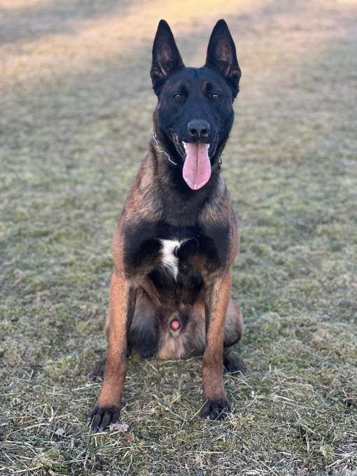 STRÁŽNÝ HLÍDACÍ PES